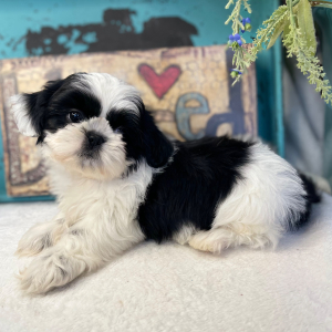 Shih Tzu Puppy Piper