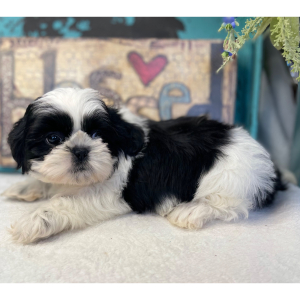 Shih Tzu Puppy Piper