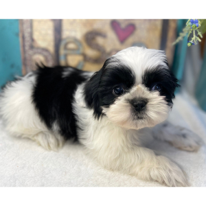 Shih Tzu Puppy Piper
