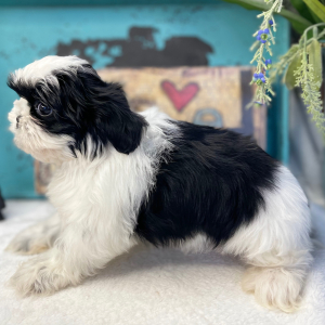 Shih Tzu Puppy Piper