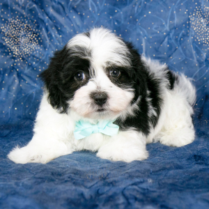 Havanese Puppy Eric
