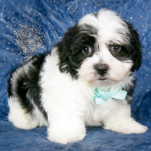 Havanese Puppy Eric