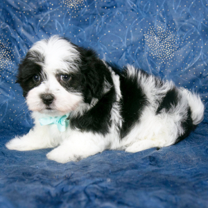 Havanese Puppy Eric