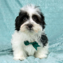 Havanese Puppy Eric