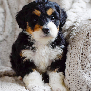 Bernedoodle Puppy Miah