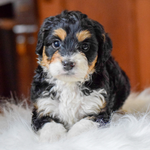 Bernedoodle Puppy Miah