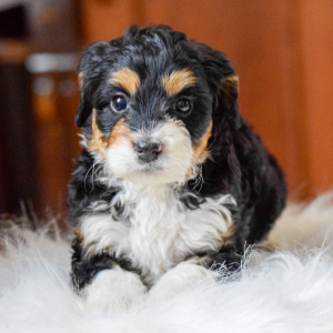 Bernedoodle Puppy Miah