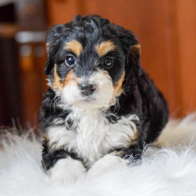 Bernedoodle Puppy Miah