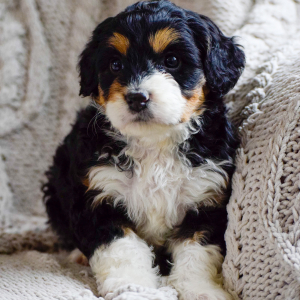 Bernedoodle Puppy Miah