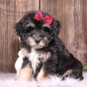 Aussiedoodle Puppy Angel