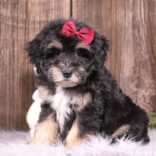 Aussiedoodle Puppy Angel