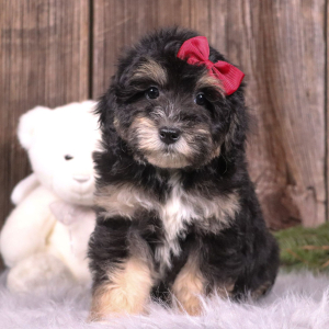 Aussiedoodle Puppy Angel