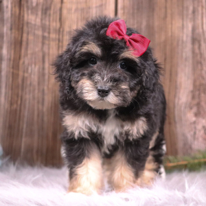 Aussiedoodle Puppy Angel