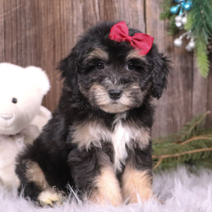 Aussiedoodle Puppy Angel