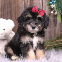 Aussiedoodle Puppy Angel