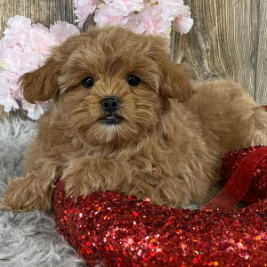 Shihpoo Puppy Keane