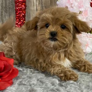 Shihpoo Puppy Keane