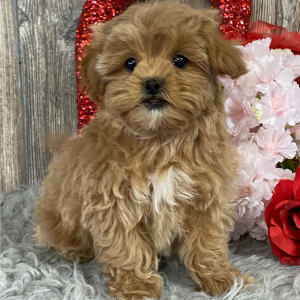 Shihpoo Puppy Keane