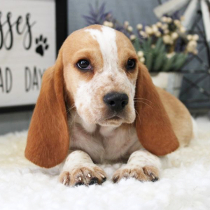 Beagle Puppy Waylon