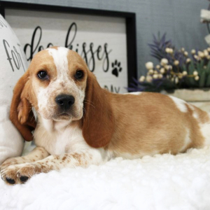 Beagle Puppy Waylon