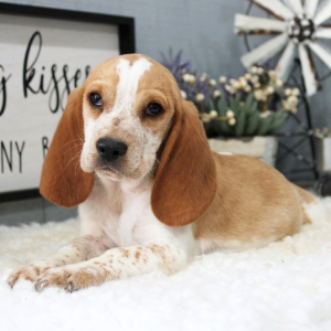 Beagle Puppy Waylon