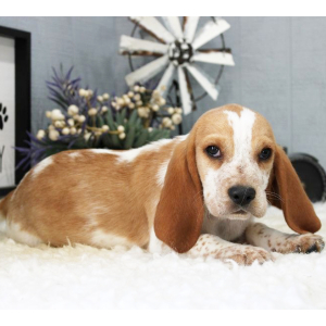 Beagle Puppy Waylon