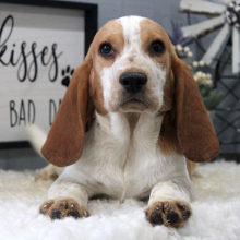 Beagle Puppy Waylon