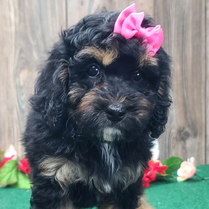 Cockapoo Puppy Rachel