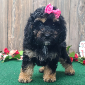 Cockapoo Puppy Rachel