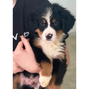 Bernese Mountain Dog Puppy Bruno