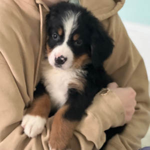 Bernese Mountain Dog Puppy Bruno