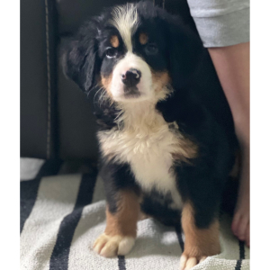 Bernese Mountain Dog Puppy Bruno