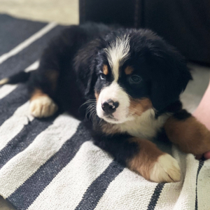 Bernese Mountain Dog Puppy Bruno