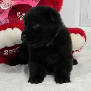 German Shepherd Dog Puppy Agate