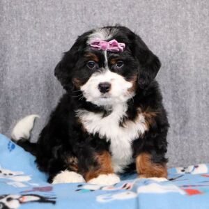 Bernedoodle Puppy Dahlia