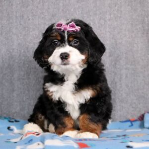 Bernedoodle Puppy Dahlia