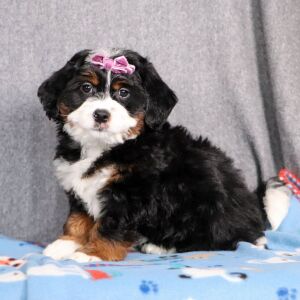 Bernedoodle Puppy Dahlia