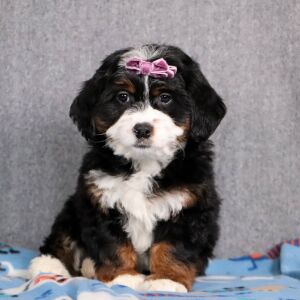 Bernedoodle Puppy Dahlia