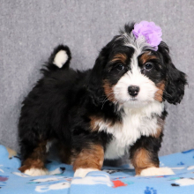 Bernedoodle Puppy Juniper