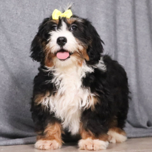 Puppy