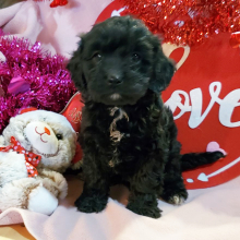 Cavapoo Puppy Teddy
