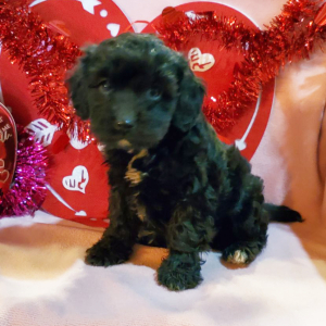 Cavapoo Puppy Teddy