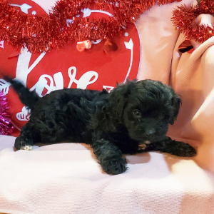 Cavapoo Puppy Teddy