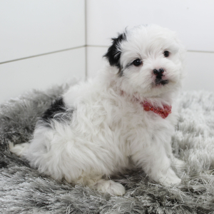 Bernedoodle Puppy Bo