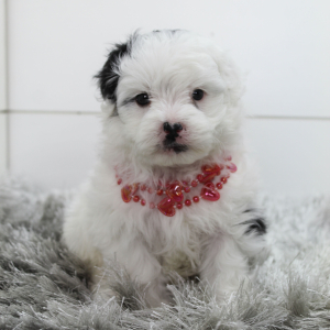 Bernedoodle Puppy Bo