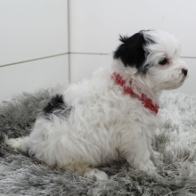 Bernedoodle Puppy Bo