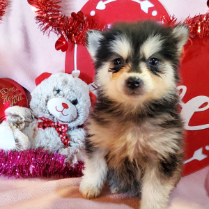 Pomsky Puppy Poppy