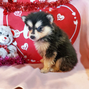Pomsky Puppy Poppy