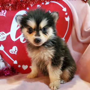 Pomsky Puppy Poppy