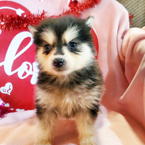 Pomsky Puppy Poppy